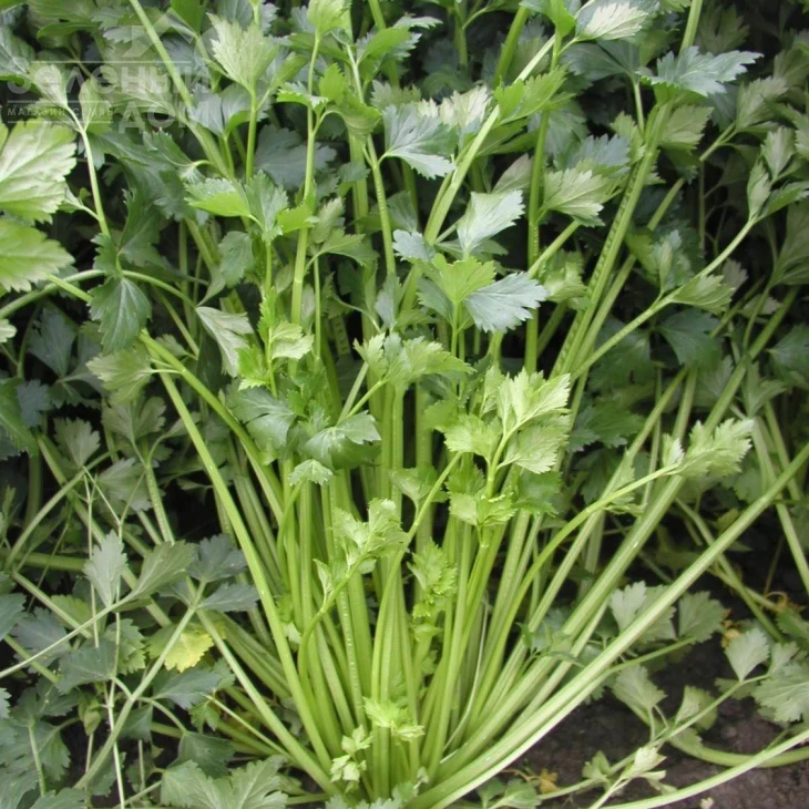 Эмни / Jemny,70-80 дней фото 1