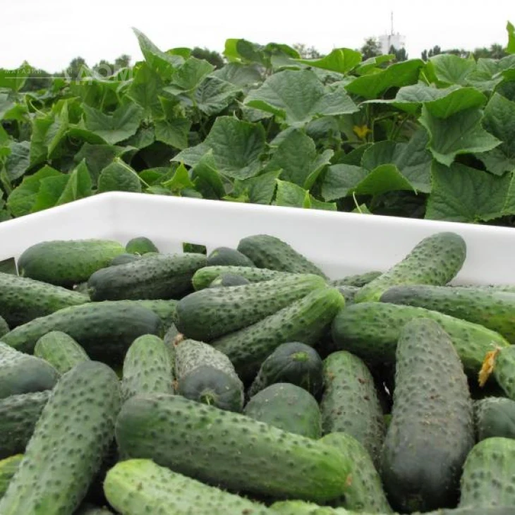 Меренга F1 / Merengue F1,38-40 дней фото 3