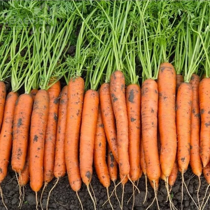 Карвора F1 / Carvora F1,95-105 дней фото 1