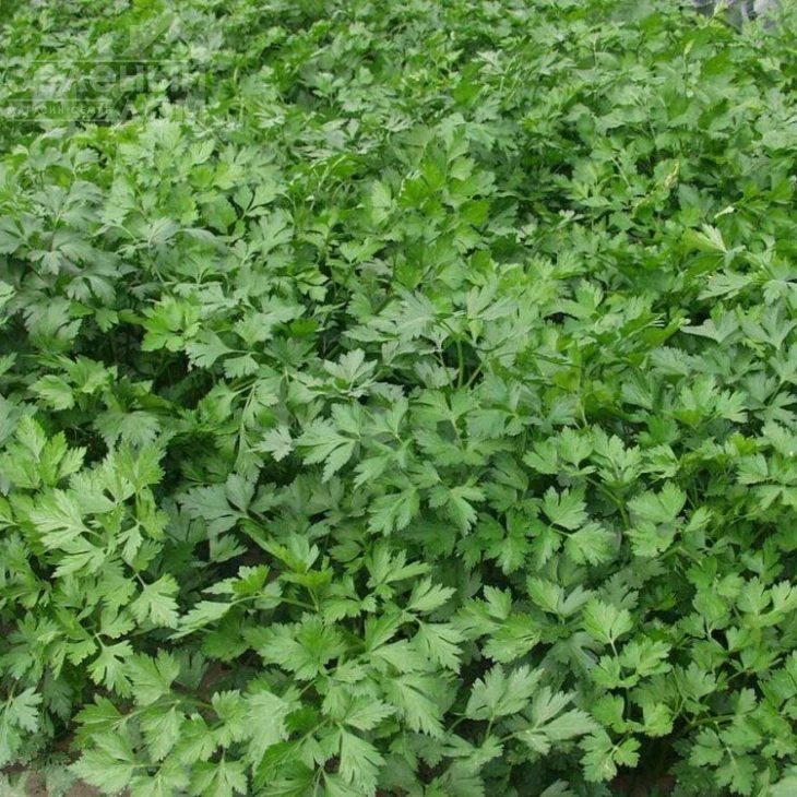 Гиганте Де  Италия / Gigante D’Italia фото 1