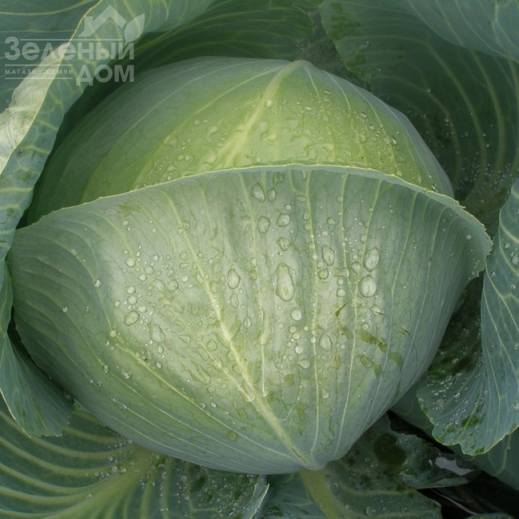 Конгама F1 / Congama F1,115-120 днів фото 1