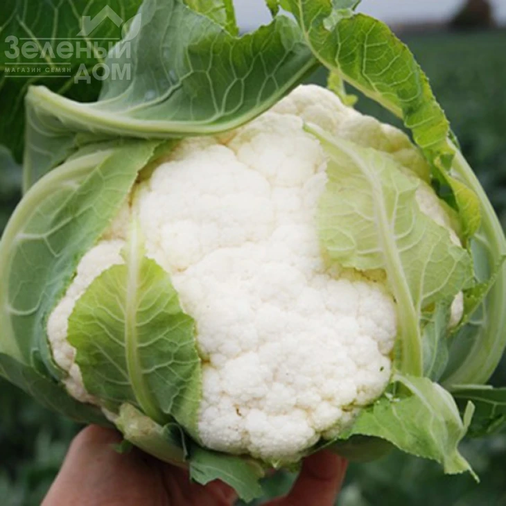 Саборд F1 / Sabord F1,60 дней фото 1