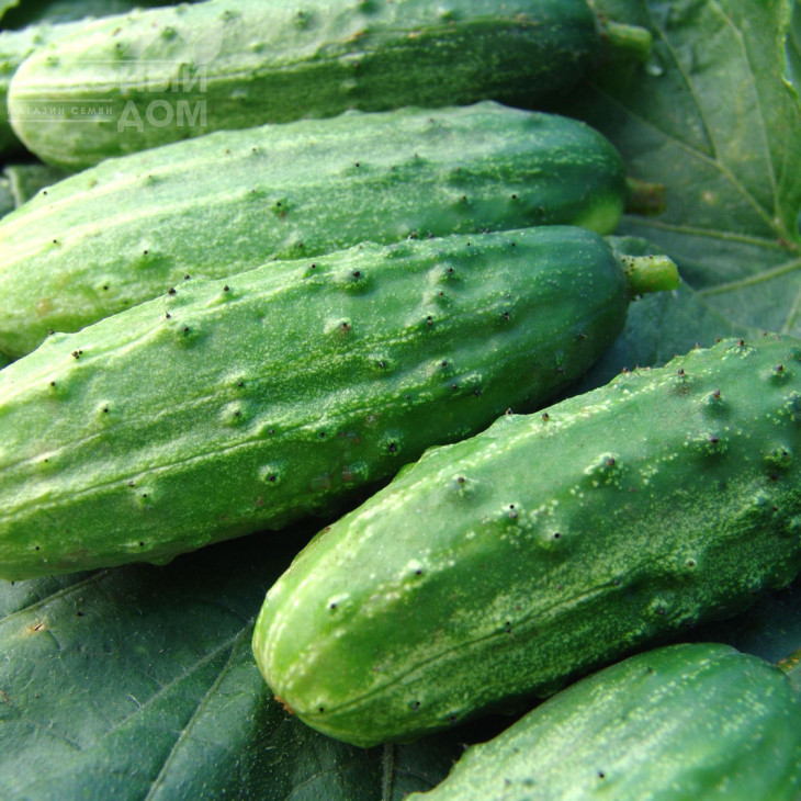 Даліла F1 / Dalila F1 фото 1