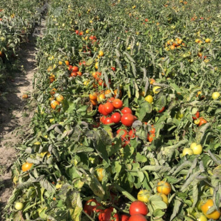 9969 F1 / 9969 F1, 105 дней фото 8