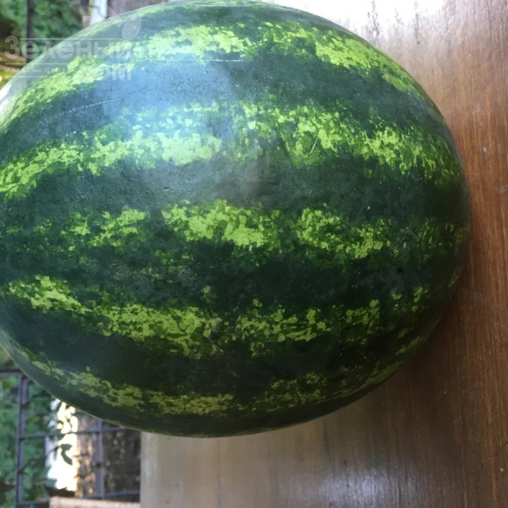 Бонта F1 / Bonta F1, 60-65 дней фото 6