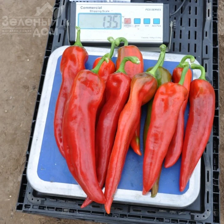 Тандер F1 / Thunder F1,70-75 дней фото 1