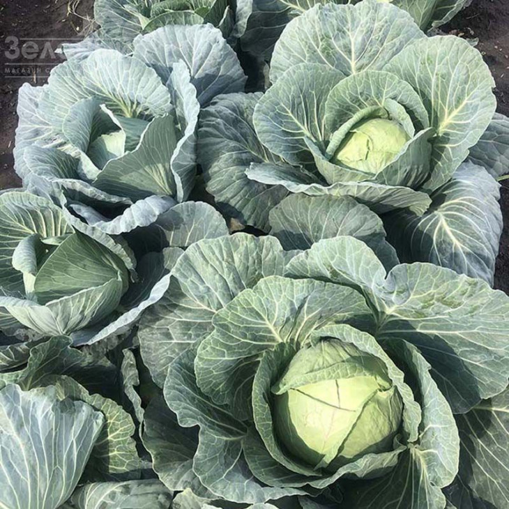 Вермонт F1 / Vermont F1,75-85 днів фото 4