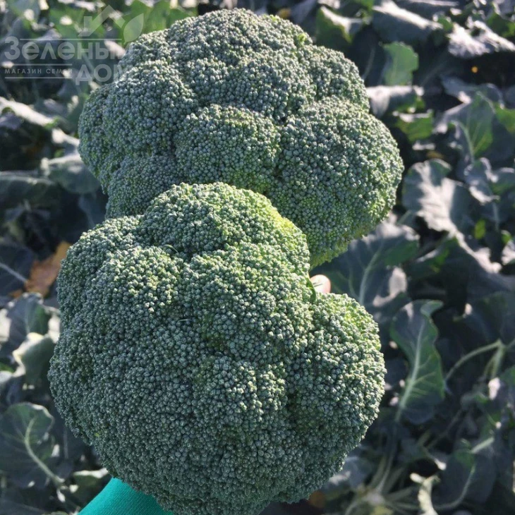 Стирлинг F1 / Styrlynh F1,78-80 дней фото 1