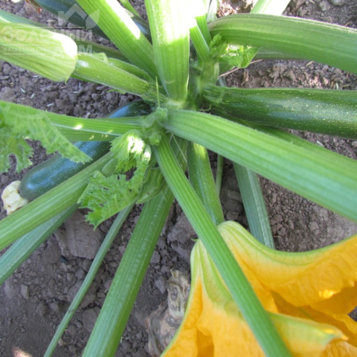 ЛС 1890 F1 / LS 1890 F1 фото 2