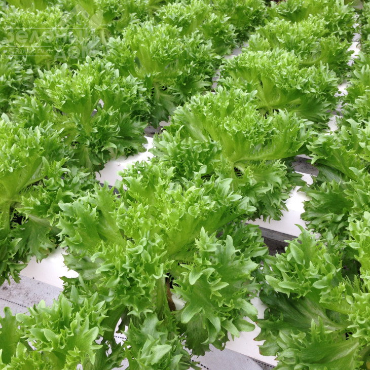 Данстар F1 / Danstar F1 фото 1