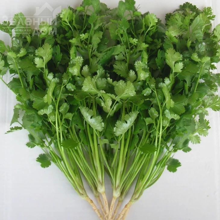 Лонг Стендинг / Long Standing фото 1