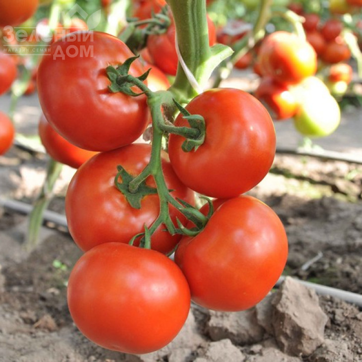 Чінто F1 / Cinto F1,90-100 днів фото 1