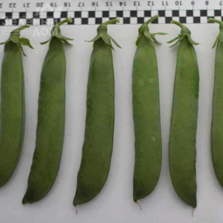 Роялсайз / Royalsayz фото 7