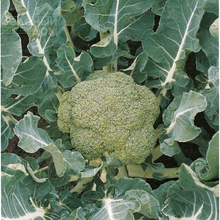 Белстар F1 / Belstar F1,73-75 днів фото 2