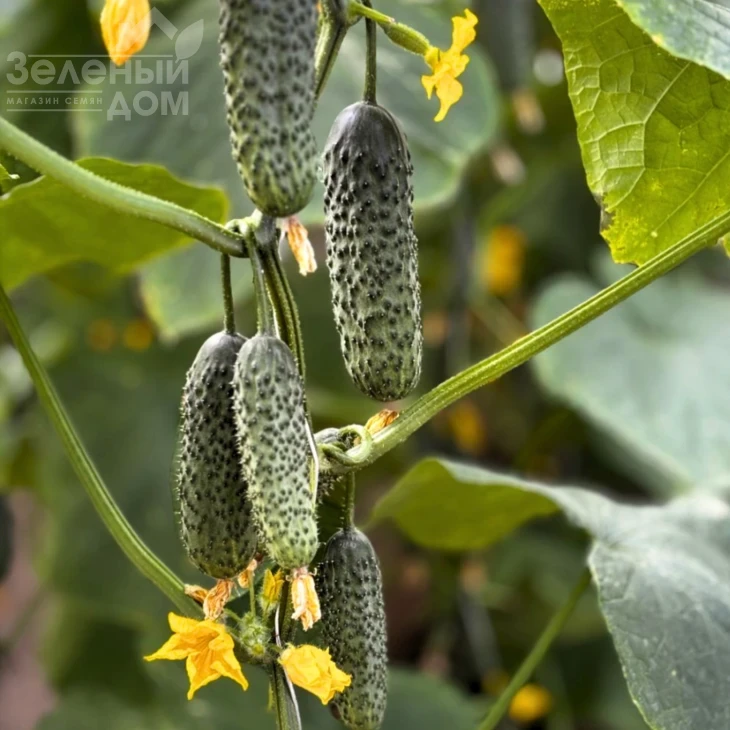 Мартин F1 / Martyn F1  фото 1