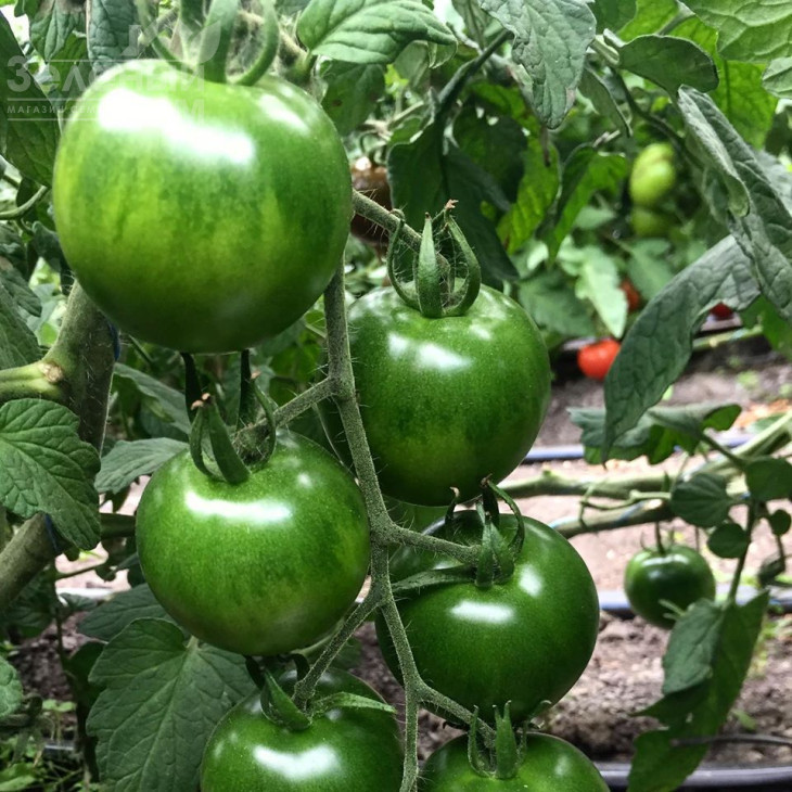 Мавр F1 / Mavr F1,110 днів фото 3