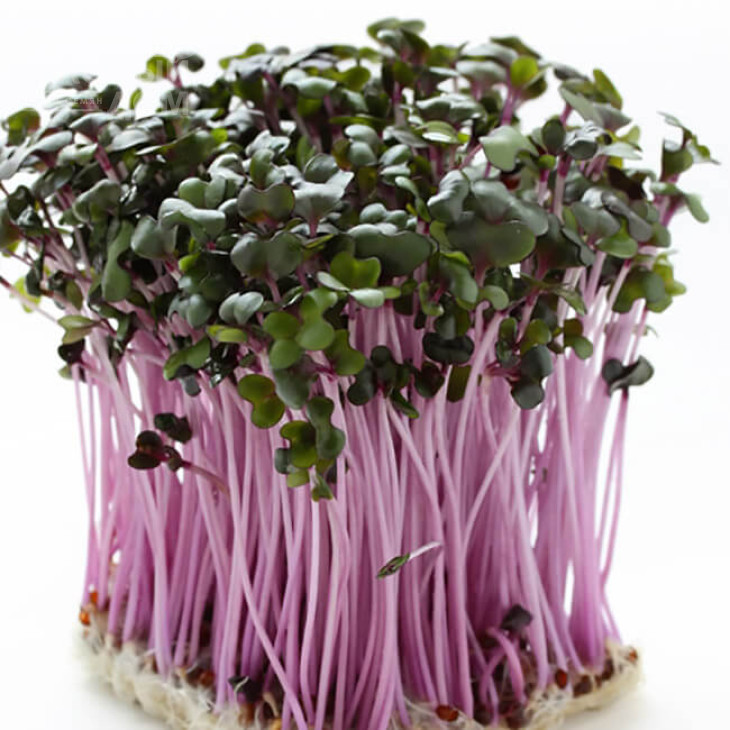 Мікрогрін Мізуна червона / Microgreen Mizuna red фото 1