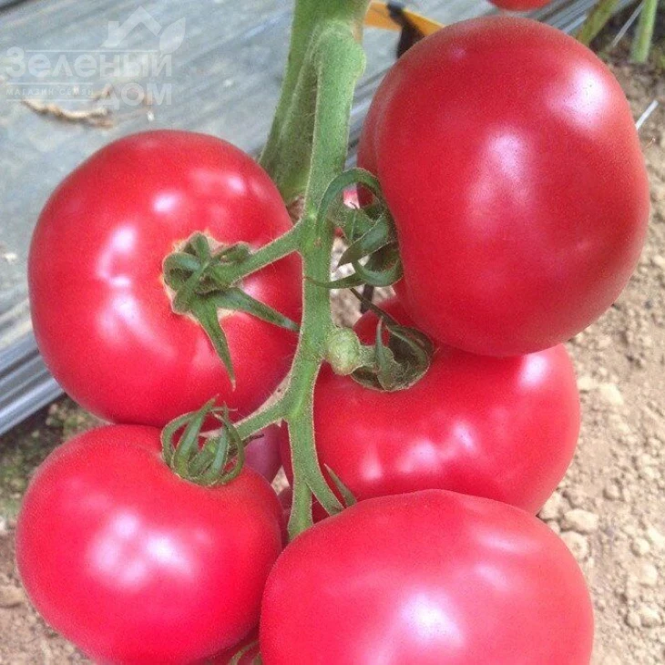 Мануса F1 / Manusa F1,105-115 дней фото 3