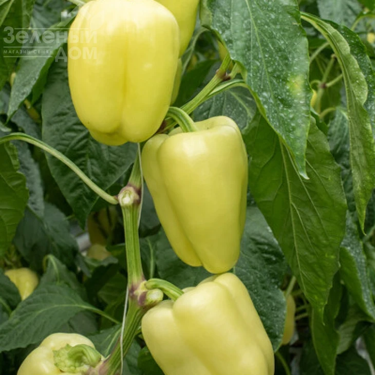 Бурабелла F1 / Burabella F1 фото 1