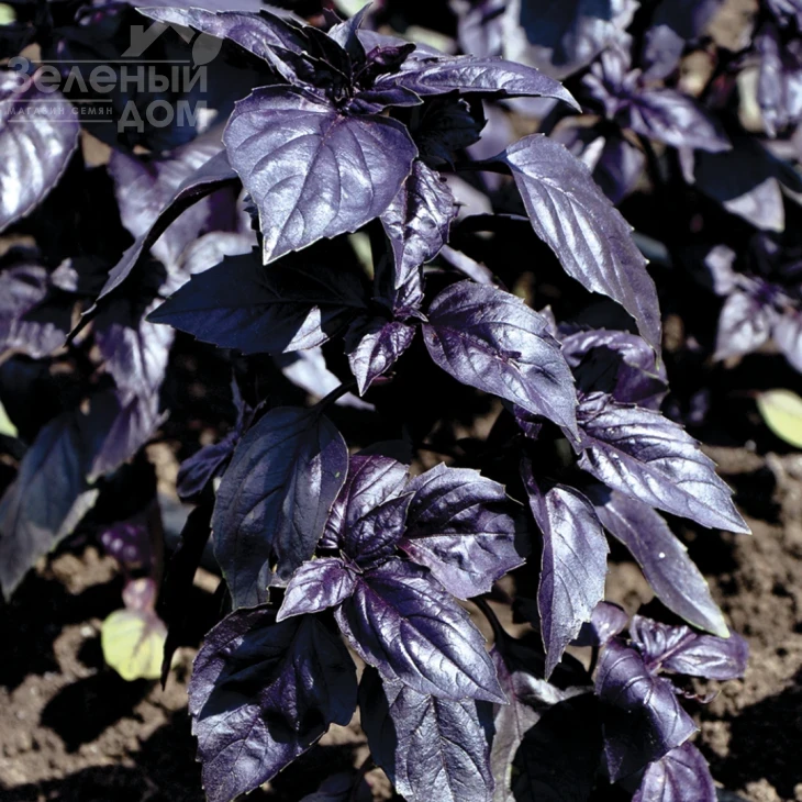 Гранд Пёрпл Верт / Grand Purple Vert фото 1