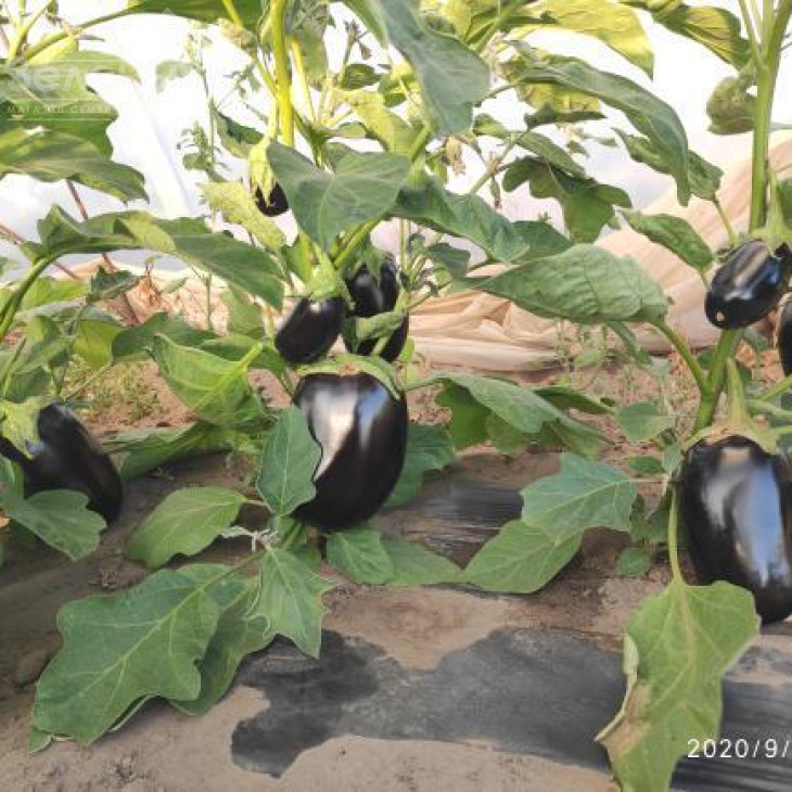 Регтайм (INX 804) F1 / Regtime (INX 804) F1,80-85 днів фото 1