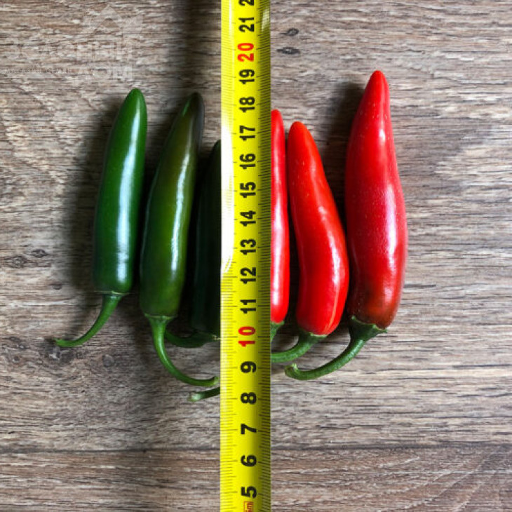 Шарп F1 / Sharp F1 фото 1