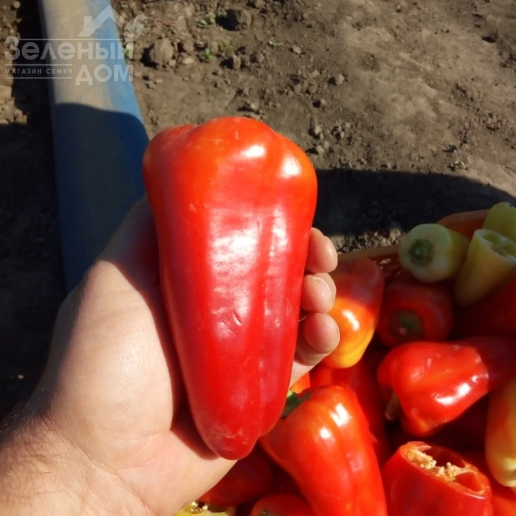 Лостун F1 / Lostun F1, 60-63 дня фото 1