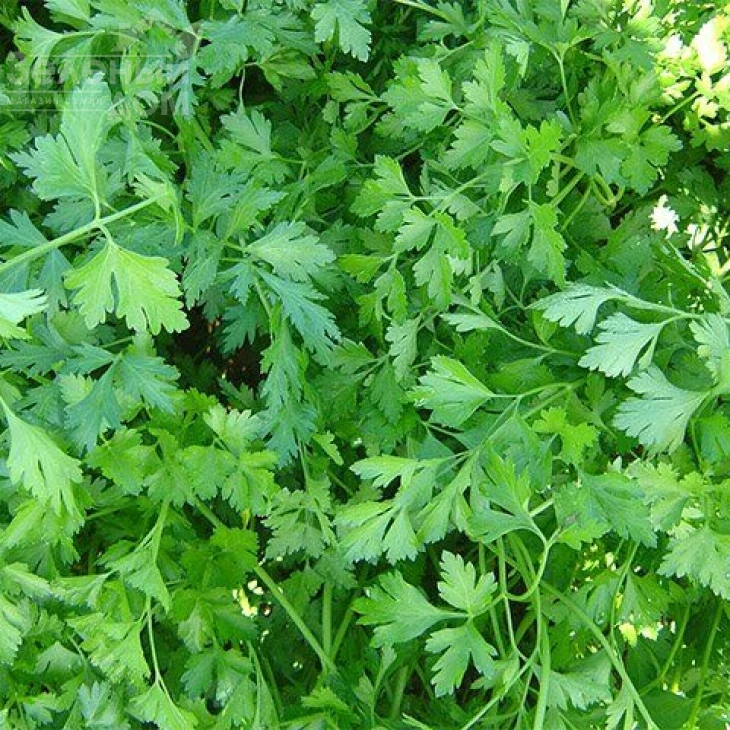 Аргон / Argon фото 2