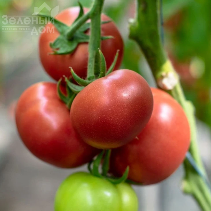 Мамстон F1 / Mamston F1,58-60 дней фото 2