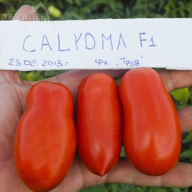 Калрома F1 / Calroma F1, 100 днів фото 1