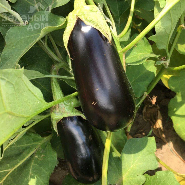 Октавия F1 / Oktaviya F1,65 дней фото 2