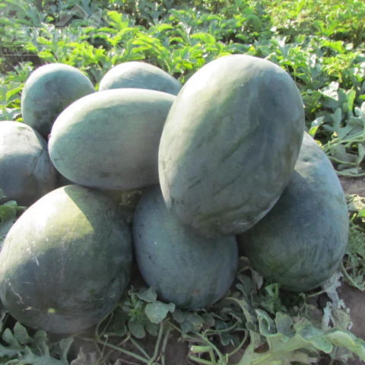 ЛС 1802 F1 / LS 1802 F1 фото 4