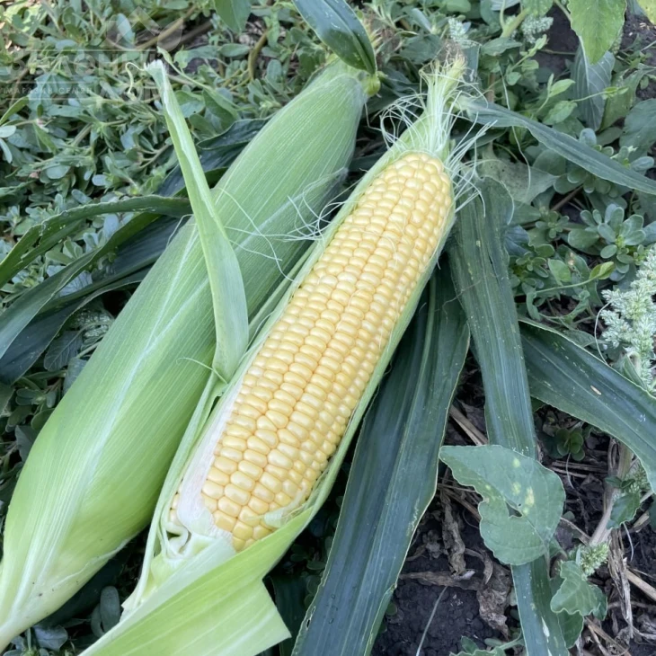 Апачи F1 / Apachi F1  фото 1