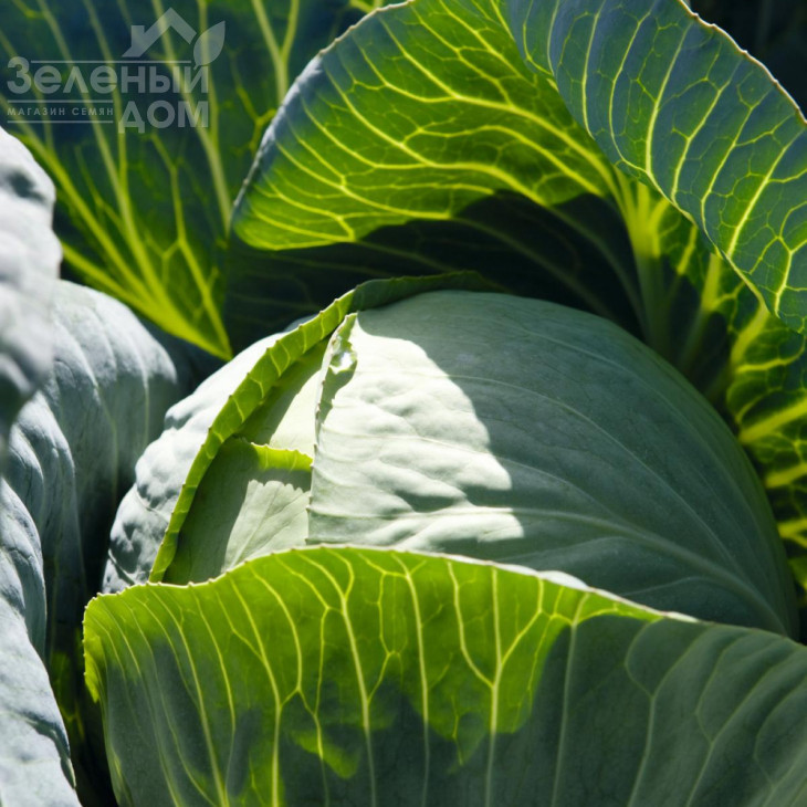 Сінтекс F1 / Sintex F1,83 дні фото 1