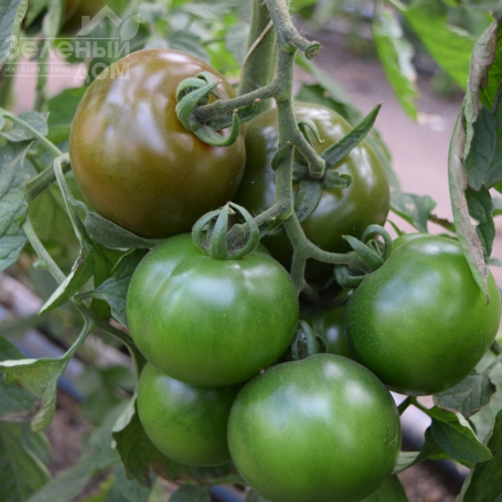 Блек Кінг F1 / Black King F1 фото 2