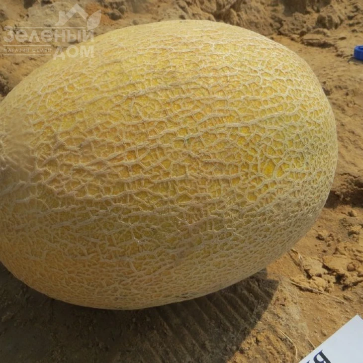 Кредо F1 / Kredo F1,65 дней фото 2