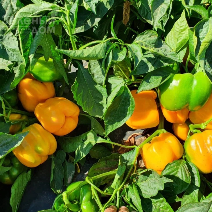 Эспартано F1 / Espartano F1 фото 4