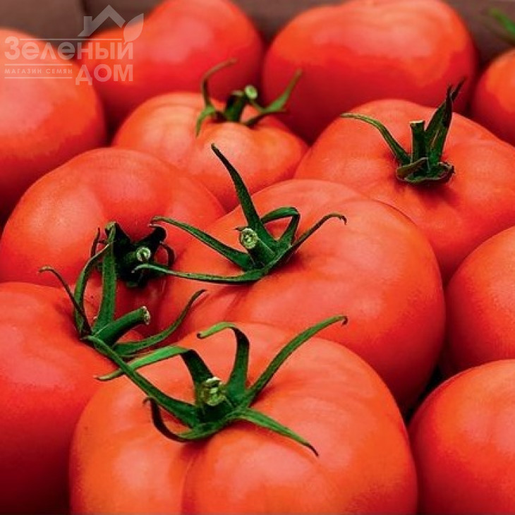 Шахмат F1 / Shakhmat F1, 65-70 днів фото 1