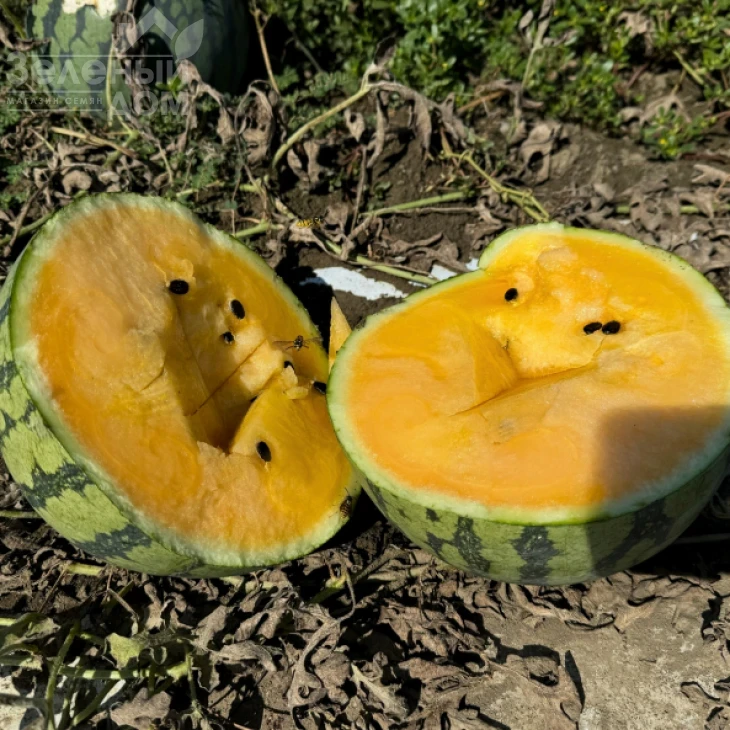 Сантиз F1 / Santiz F1, 55-60 дней фото 1