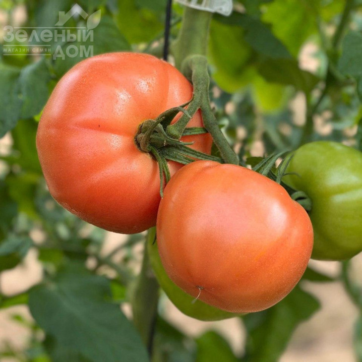 Пінк Хіт F1 / Pink Hit F1 фото 3