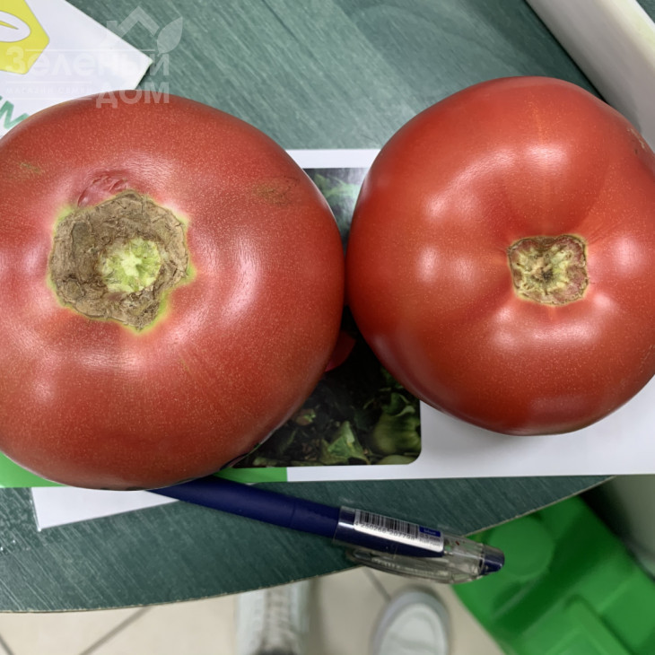 Розетт (ТЛ 18304) F1 / Rosett (TL 18304) F1 фото 2