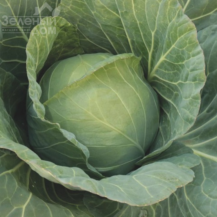 Чіта F1 / Chita F1,65 днів фото 1