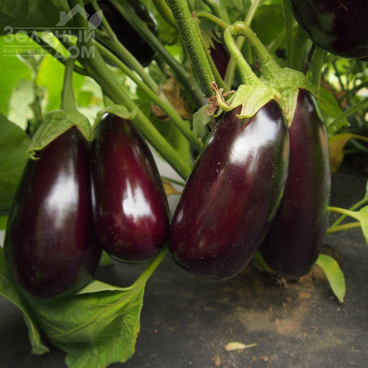 Неро / Nero фото 1