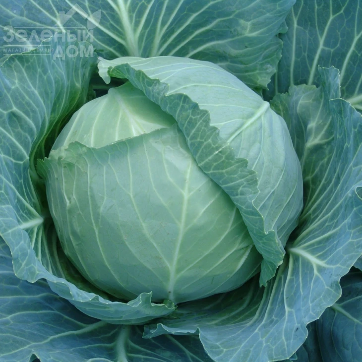 Зеус F1 / Zeus F1,75-80 дней фото 1