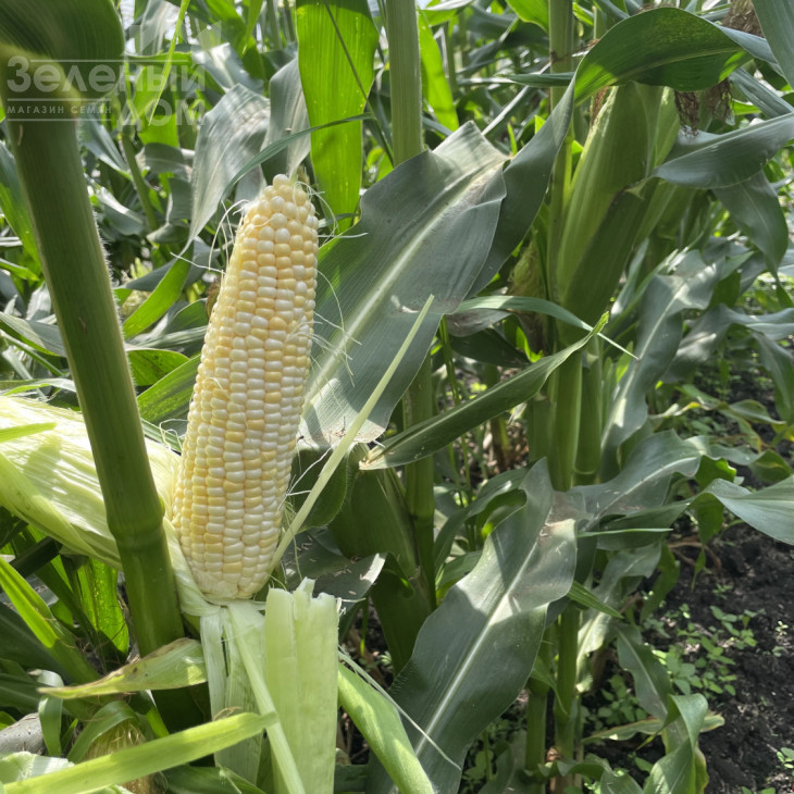 Айрон F1 / Ayron F1, 74 дні фото 9