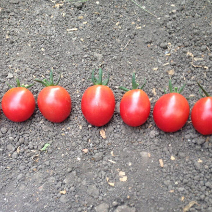 СТ-25 F1 / ST-25 F1,100 днів фото 1