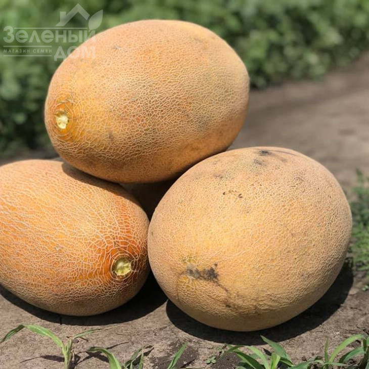 Раймонд F1 / Raymond F1,75 днів  фото 2