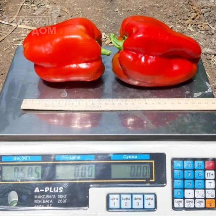 Менчул F1 / Menchul F1, 65-72 дня фото 2