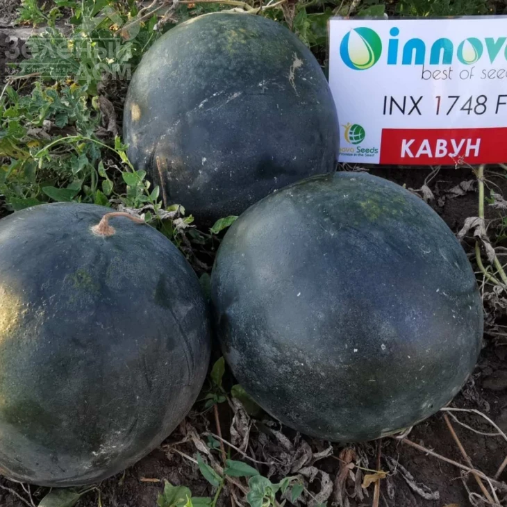 Блэки (INX 1748) F1 / Blacky (INX 1748) F1,62-63 дня фото 6