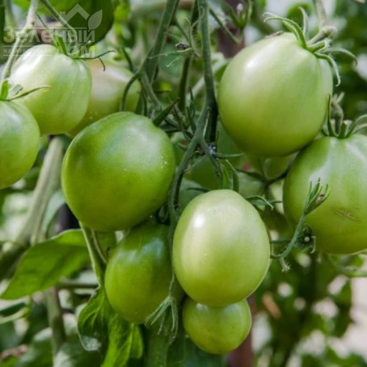 Чибли F1 / Chibli F1,70-100 дней фото 2